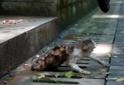 Faced with rescue, the injured cat is full of fear