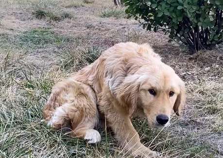 by his owner The golden retriever who broke his leg and left to fend for himself has completely changed after a year.