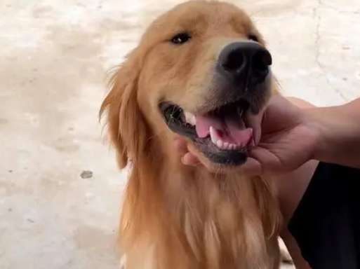 The golden retriever whose legs were broken by his owner and left to fend for himself, after one year, a complete change