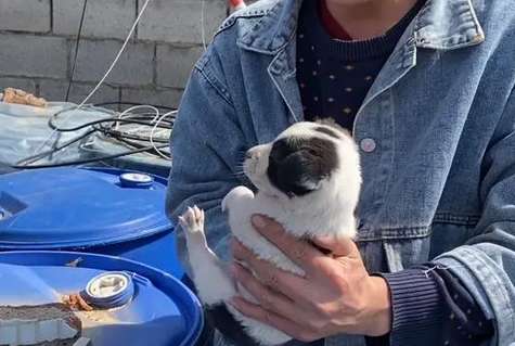 The little puppy who lives in the cracks of the trash can, his innocent eyes are pitiful