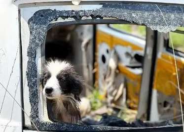 The border collie who owns a scrapped vehicle is so enthusiastic when humans care about him