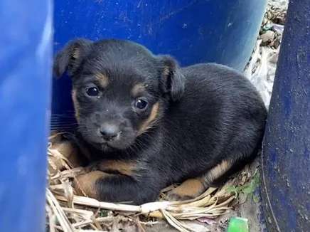 The little puppy who lives in the cracks of the trash can, his innocent eyes are pitiful