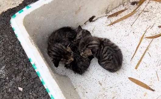 The little kitten abandoned next to the public toilet, although cute, can't escape the fate of being abandoned