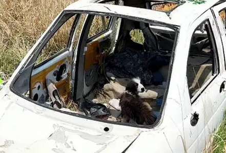 The border shepherd who owns a scrapped vehicle is so enthusiastic when being cared about by humans