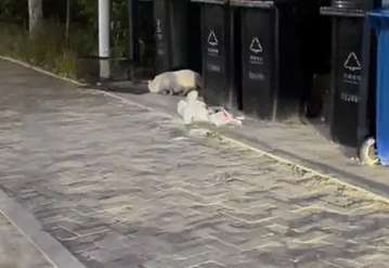 The ragdoll cat seems to accept the reality of being abandoned and hides from humans at a distance