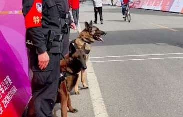 The Labrador walked to the police dog, and it was no longer able to perform its duties normally, and the dog was in a state of distress!