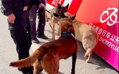 The Labrador walked to the police dog, and it was no longer able to perform its duties normally, and the dog was in a state of distress!