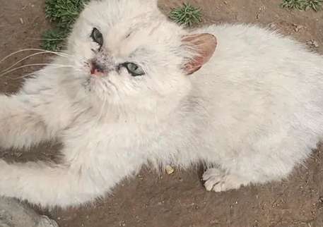 A cat that was abandoned because of its ugliness, although it was rescued, can't get out of the shadow of being abandoned