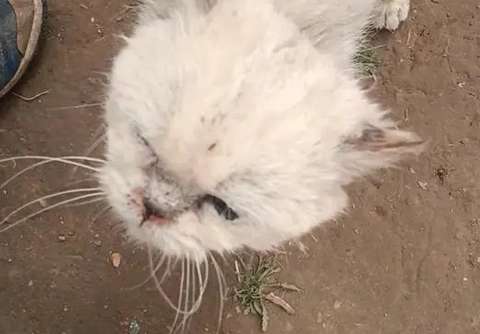 A cat that was abandoned because of its ugliness, although it was rescued, can't get out of the shadow of abandonment