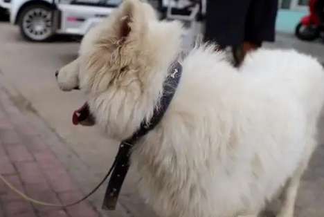 After learning that the Samoyed was suffering from canine distemper, the eldest brother bluntly said that he would sell it to the Dog Meat Restaurant