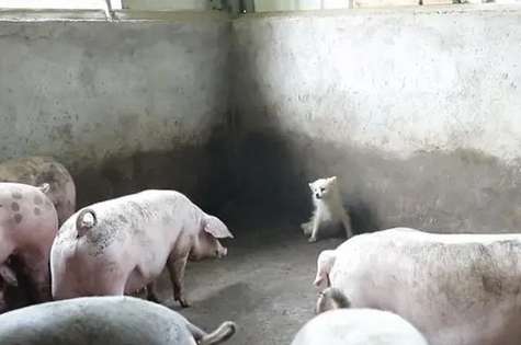 A Pomeranian raised in a pig pen and bullied into a corner by pigs