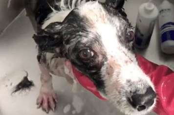 The Border Collie suffered from skin disease and was abandoned. On the way to rescue, he met many kind-hearted people who helped, and now he has been transformed.