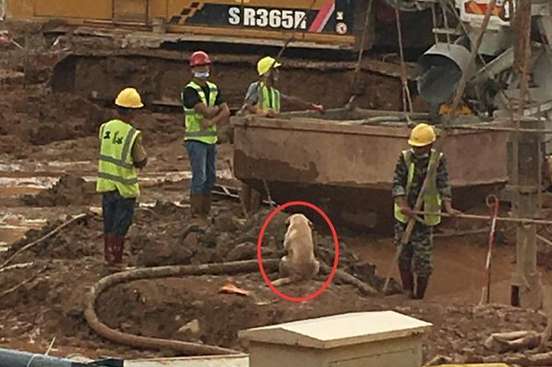 The stray Labrador accidentally broke into the construction site and became the envy of dogs all over the Internet