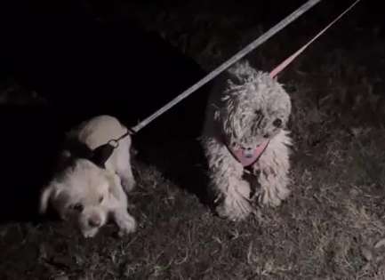 The little Bichon Frize wandering in the park, Simply trim it