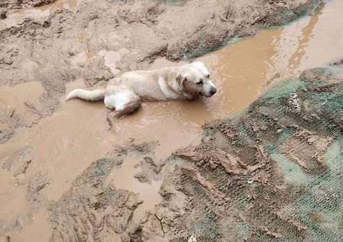 The stray Labrador accidentally broke into the construction site and became the envy of the dogs on the Internet