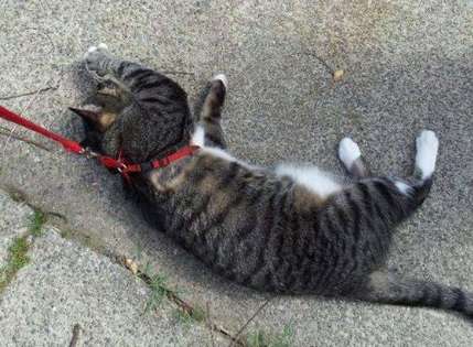 The first time I took my cat out for a walk, my cat suddenly fainted