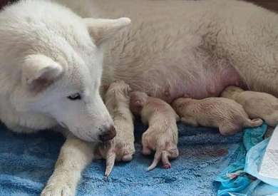 After trying artificial breeding of Arctic wolves, I went to the hospital for a check-up and was pleasantly surprised: A gift from God