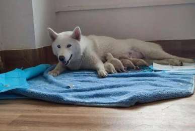 After trying artificial breeding of Arctic wolves, I went to the hospital for a check-up and was pleasantly surprised: A gift from God