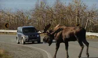 Canada's most domineering animal, as tall as a building, even a brown bear can't do anything to it