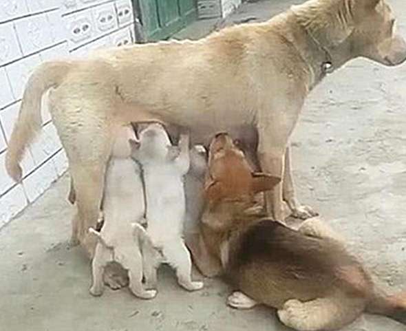 When the dog mother was breastfeeding, she lowered her head and saw that her face was burning: What do you think?