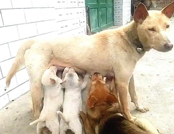 When the dog mother was breastfeeding, she lowered her head and saw that her face was burning: What do you think?