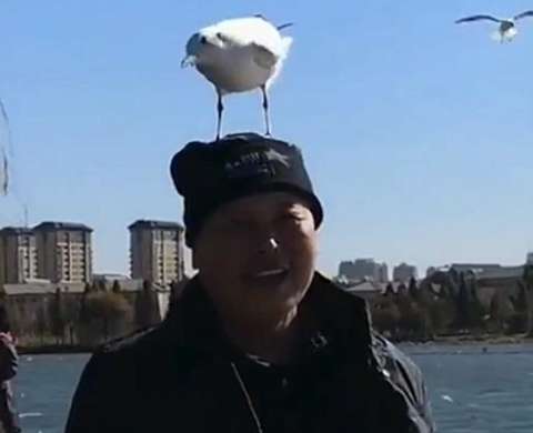 The seagull landed on the uncle's head. The family planned to take photos, but then the phone became unsteady to hold.