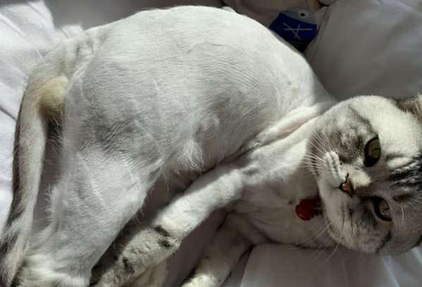 After the tabby cat was shaved, its pattern disappeared. The owner was confused: Has it been transferred?