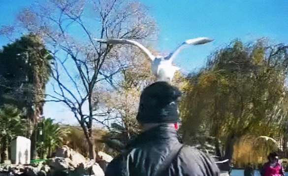 The seagull landed on the uncle's head. The family planned to take photos, but then the phone became unsteady to hold.