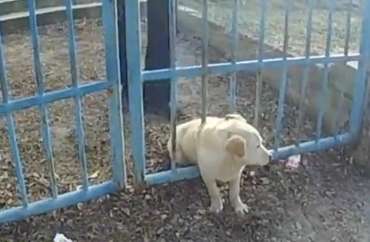 I found a dog near the fence. I got closer and saw it clearly: This is a problem in a stall.