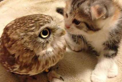 Put the owl and the cat together, and when I went to watch it again, I felt that I was on the wrong set: they are a perfect match