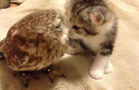 Putting an owl and a cat together, I felt like I was on the wrong set when I went to watch it again. : It's a good match