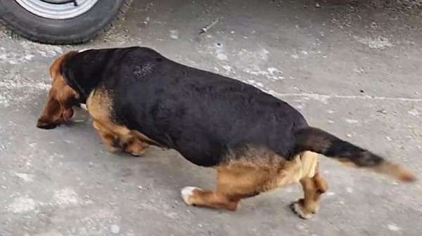 The dog was rescued from the slaughterhouse, and when he was separated from his rescuer 3 years later, his reaction was very moving