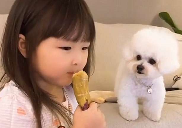 The dog's eyes widened when he saw his owner eating sweet potatoes: Can you give me a bite?