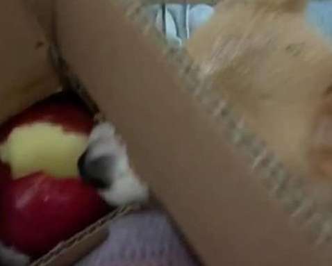 I opened the box and found that the apple was missing a bite. I was about to get angry, but when I saw it clearly, I got cute.