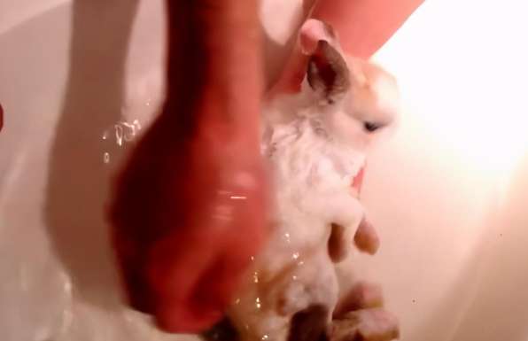 It was the first time for a woman to bathe a rabbit. She had no experience at first, but then she said that she was so cute.