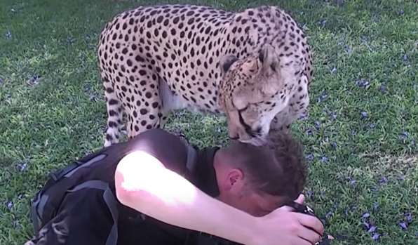 The man was focusing on taking pictures. Then he felt a little itchy on his head. He looked up and saw the leopard and didn't dare to move.