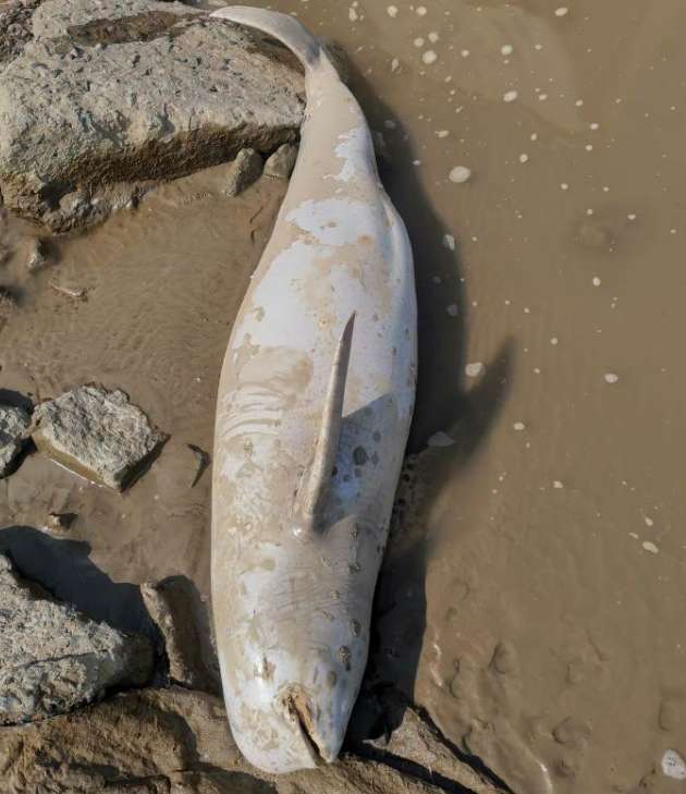 I saw an unknown creature from a distance. I initially judged it to be a finless porpoise. When I got closer, I couldn't help but feel distressed.