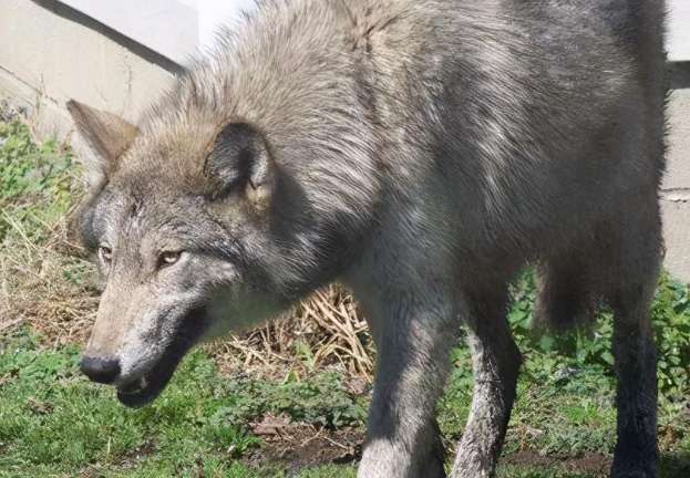 The female wolf in the courtyard did not go out, but her belly got bigger, and the cubs she gave birth to were unacceptable