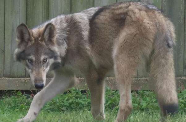 The female wolf in the courtyard did not go out, but her belly got bigger, and the cubs she gave birth to were unacceptable