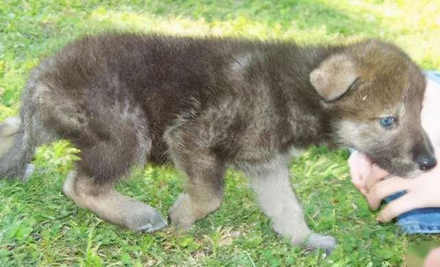 The female wolf in the yard did not go out, but her belly became bigger, and the cubs that were born were unacceptable