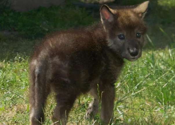 The female wolf in the courtyard did not go out, but her belly became bigger, and the cubs she gave birth to were unacceptable