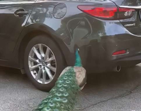 The car stopped on the roadside and attracted a peacock. I originally wanted to take a photo, but I couldn’t smile after a few minutes.