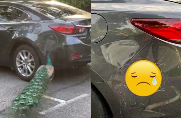 The car stopped on the roadside and attracted a peacock. I originally wanted to take a photo, but I couldn't laugh after a few minutes.