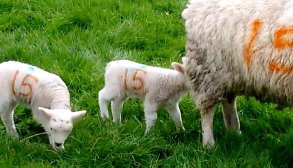 The lamb was eating grass behind its mother, and there was an unknown object on its head. After seeing it clearly, it froze in place