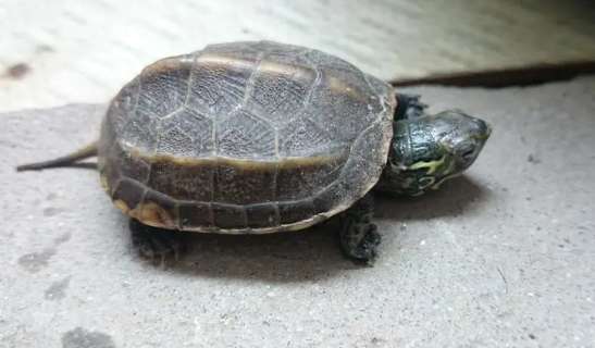 What should I do if my turtle's skin is ulcerated? What medicine should I use to treat it?