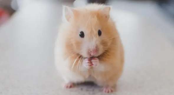 Que dois-je faire si mon hamster perd subitement une touffe de poils sur sa tête ?