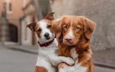 What should I do if two dogs are stuck together?