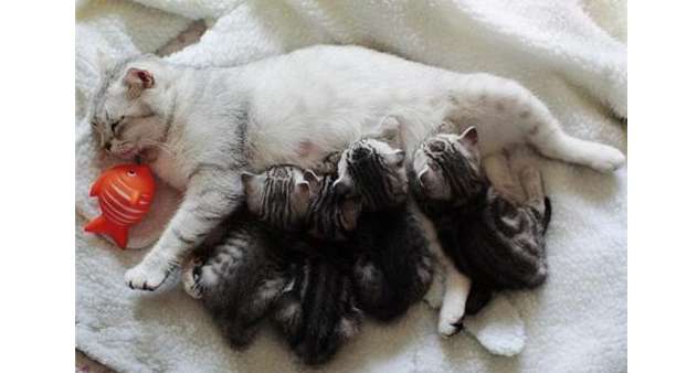 What should I do if a female cat has breast milk and no kittens?