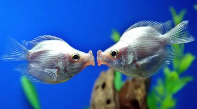 What to do if the kissing fish doesn’t eat? One article will answer it for you!