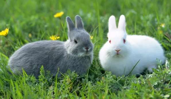 What should I do if the rabbit poops in the grass nest? The rabbit is always there The grass nest excretes?